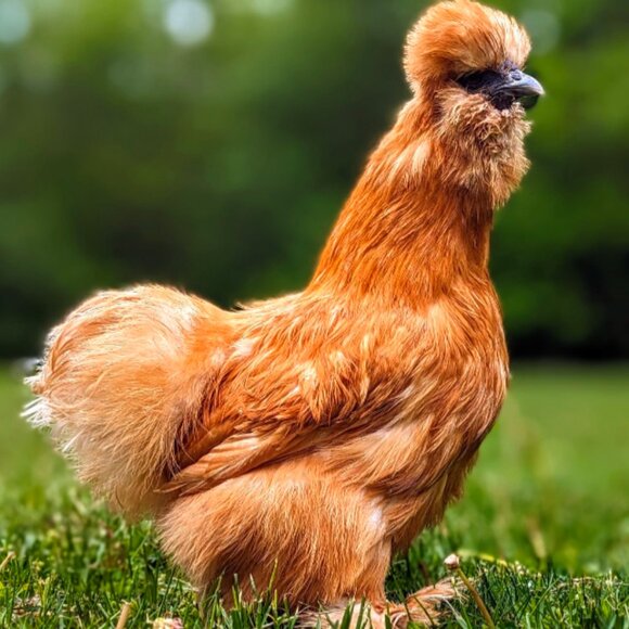 Meet your Posher, Dayna - Picture 2 of 2